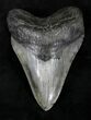 Serrated Megalodon Tooth - Georgia #20557-1